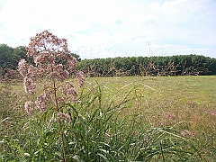 079 Longwood Gardens [2008 August 23]
